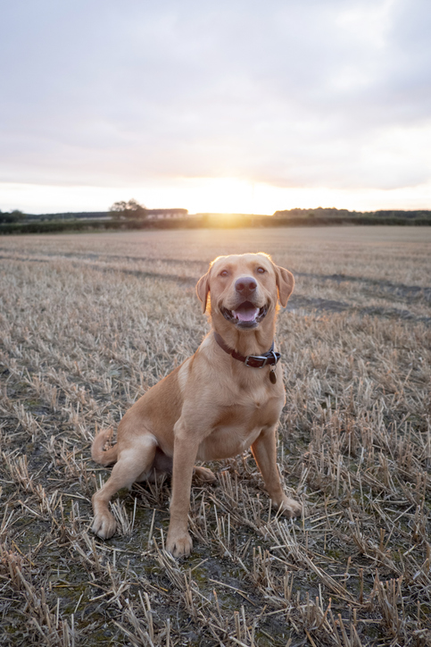 A golden Labrador retriever sits in a harvested field at sunset, looking directly at the camera with its mouth open and tongue out. The sky is partly cloudy, and the sun is low on the horizon.