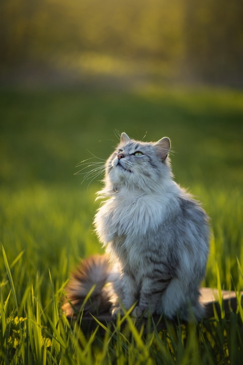 A fluffy gray and white cat sits on green grass in soft, golden sunlight, looking up with a peaceful expression. The background is blurred, highlighting the cat’s fur and whiskers.