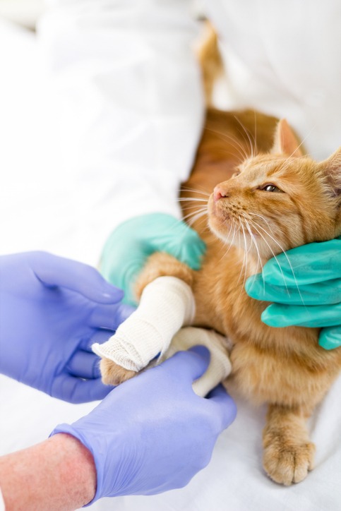 A ginger cat is held gently by a person wearing green gloves while another person with purple gloves wraps a bandage around the cat's front leg, suggesting veterinary care.