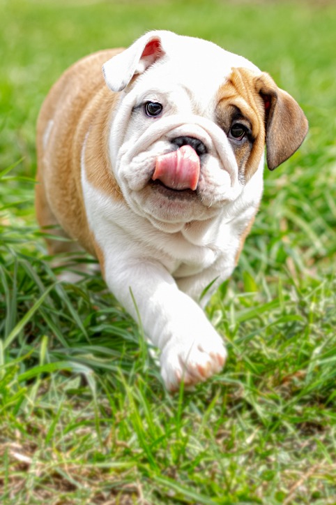 A young bulldog with a white and brown coat walks on green grass, looking at the camera with its tongue sticking out and curling up toward its nose.