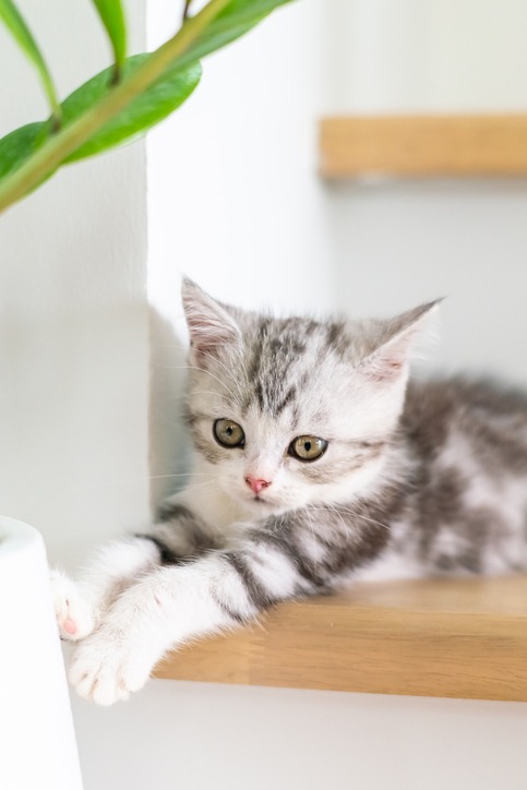 A gray and white kitten with green eyes lies on a wooden step next to a white wall and a green leafy plant, looking alert and relaxed.