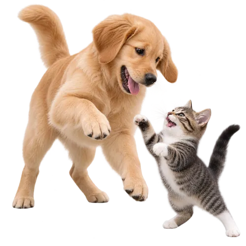 A playful golden retriever puppy and a gray tabby kitten face each other on a white background, both standing on their hind legs with raised front paws.
